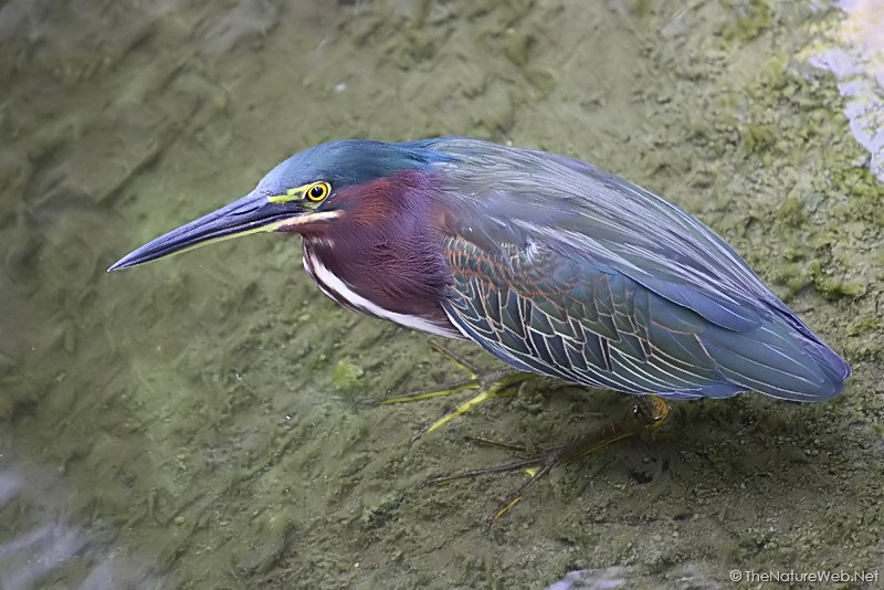 Green Heron